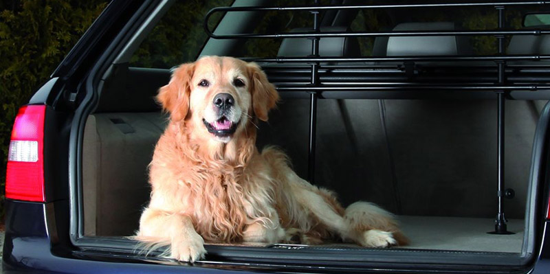 Do you allow pets in the cars?