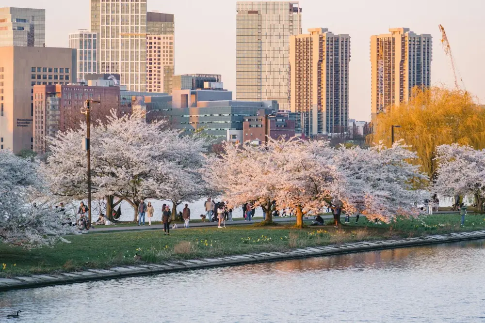 The natural cherry blossoms coming out to bloom along the Boston waterfront