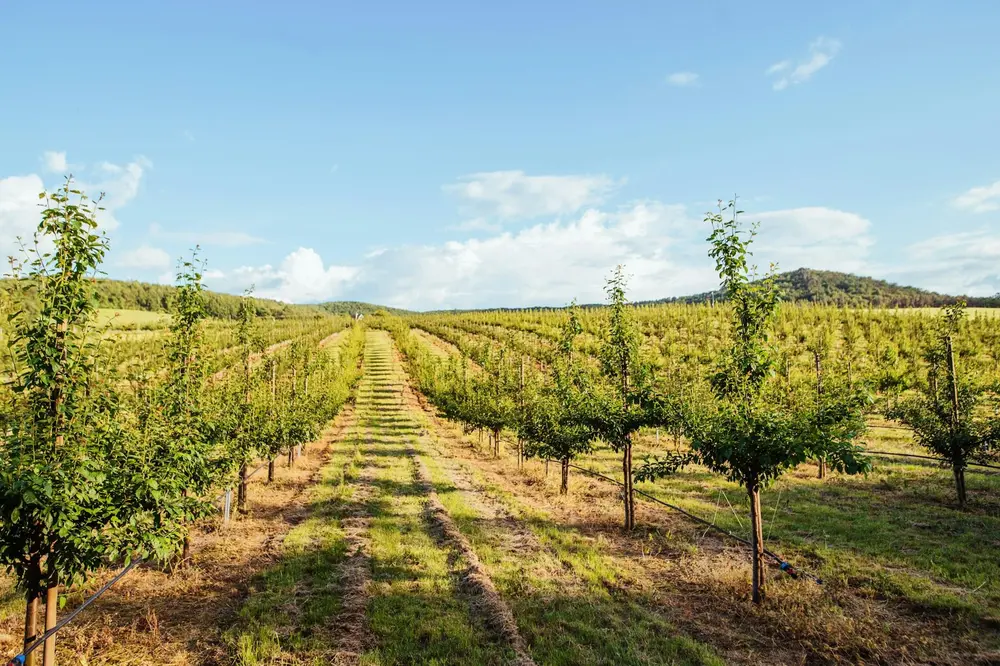 A beautiful sunny day, standing in a vineyard in Martha’s Vineyard