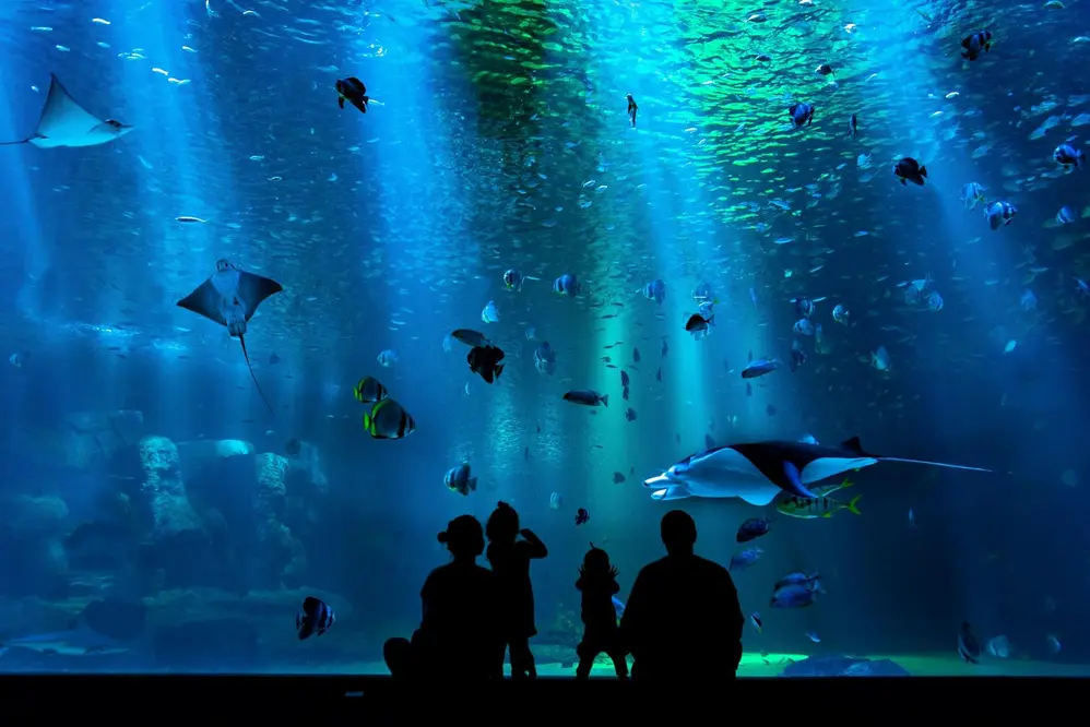 Family silhouetted in front of a large aquarium tank with rays and tropical fish at the New England Aquarium